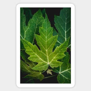Farewell Green Leaves. Nature Photography Sticker